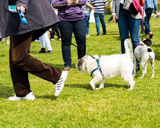 Dog show etc (50 of 157)
