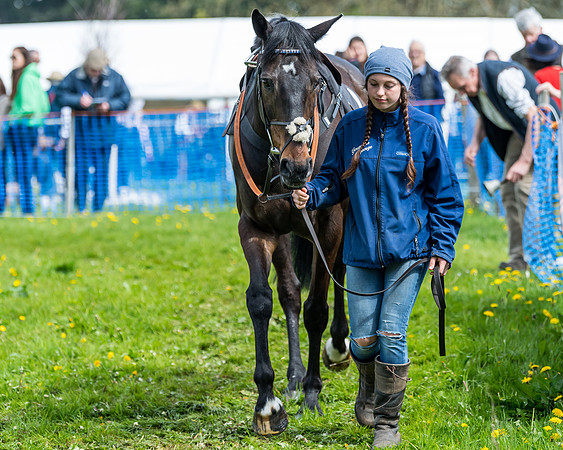 Race 2 - Veteran Horse  (23 of 82)