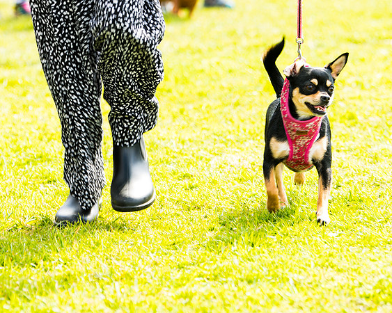 Dog show etc (57 of 157)