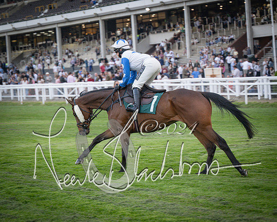 Race - 7 The Royal Gloucester Hussars Open Hunter's steeplechase 2m4f 127y (23 of 210)