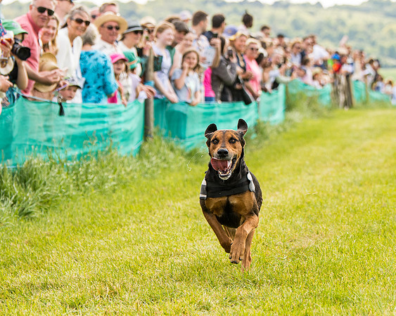 Draghounds Race (127 of 212)
