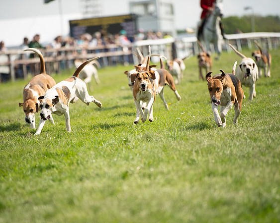 Race 4 - PPORA Novice Riders  (4 of 203)