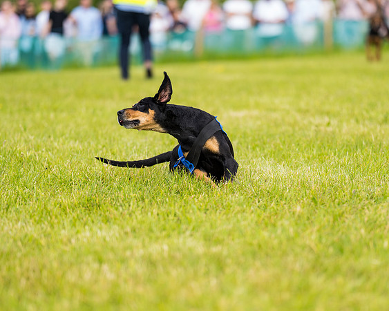 Draghounds Race (15 of 212)
