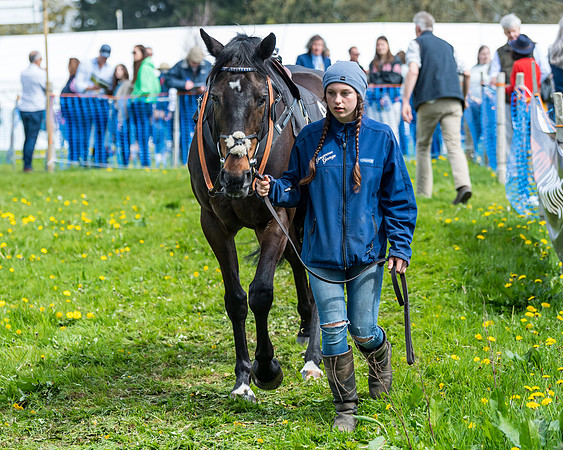 Race 2 - Veteran Horse  (24 of 82)