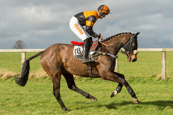 Race 2 - Young Horse Maiden (23 of 110).jpg