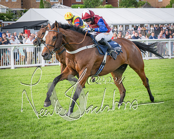 Race 2 - Olly Murphy Racing Stratford Ladies Open (92 of 111)