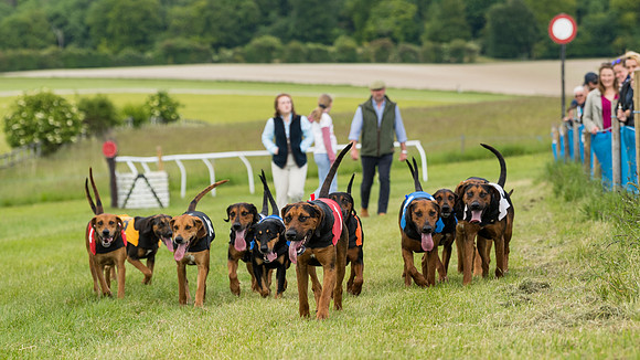 Hound Race  (45 of 49)