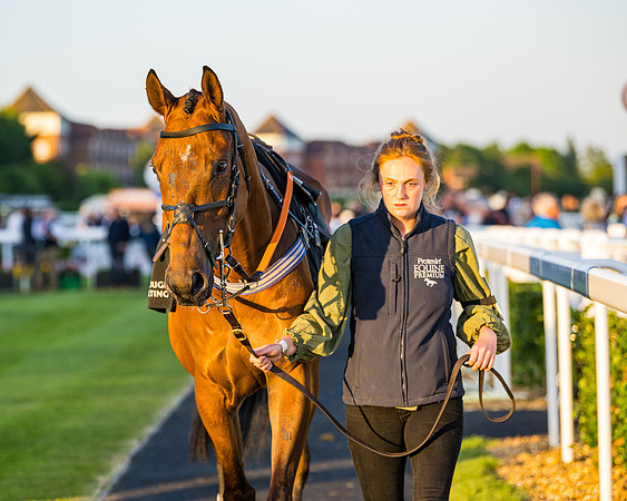 Race 7 - ITM NH Flat Race (14 of 197)