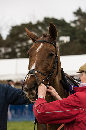 Race 2 - Novice and Veterans   (99 of 101).jpg