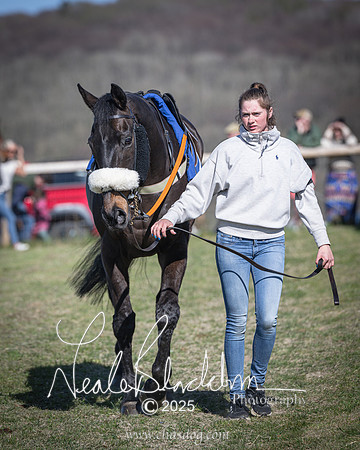 Race 6 - Veteran horse (5 of 109)