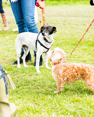 Dog show etc (136 of 157)