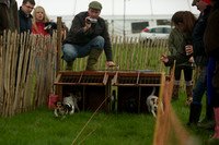 1 -Terrier Races 4
