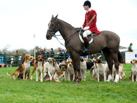 Hounds and friends