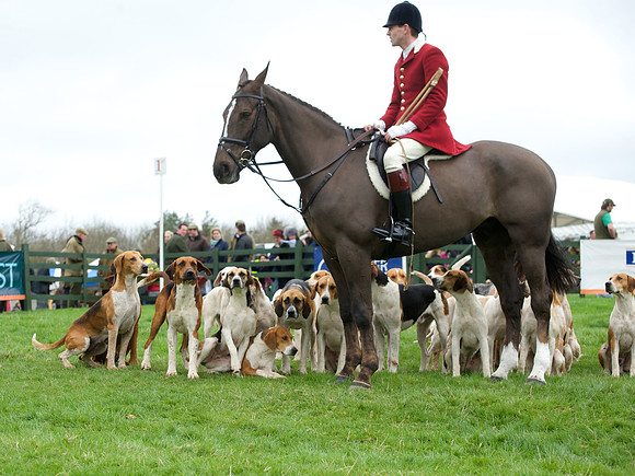 Pytchley - Hounds and friends 6