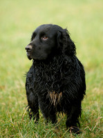 Pets 5