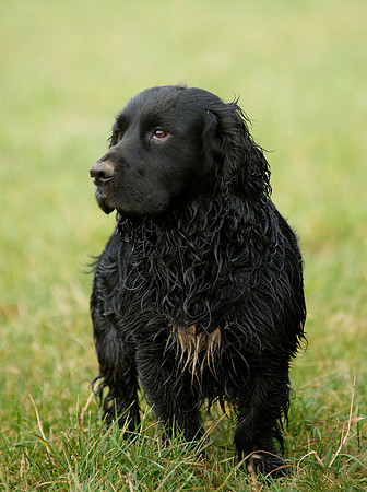 Pets 5