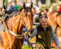 Race 6 - Open Maiden race (20 of 110).jpg