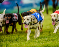 Race 8  - Hound Open Race (14 of 22).jpg