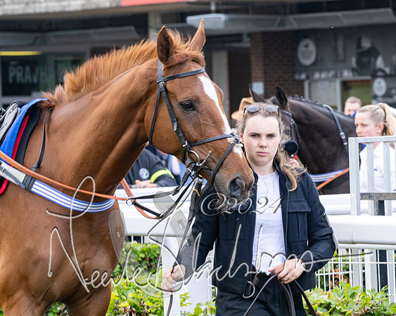 Race 1 - Restricted Novices Hunter Chase (14 of 145)