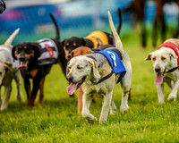 Race 8  - Hound Open Race (13 of 22).jpg