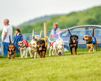 Race 8  - Hound Open Race (5 of 22).jpg