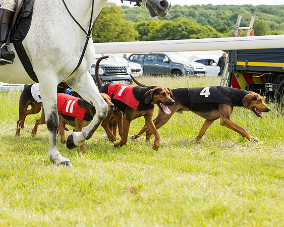 Hound Race  (9 of 49)