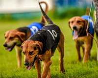 Race 8  - Hound Open Race (17 of 22).jpg