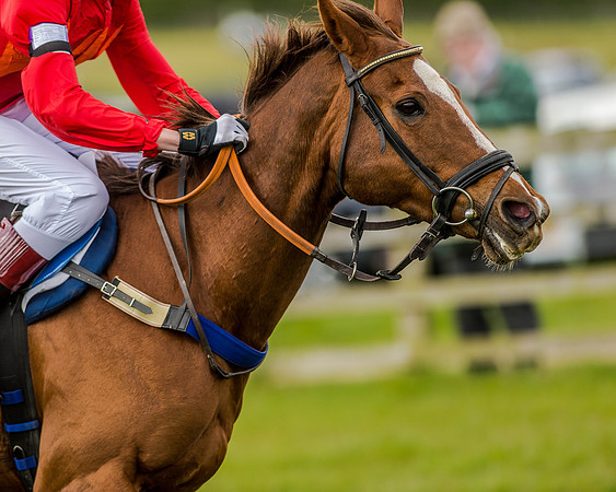 Pony Race 3 (65 of 78).jpg