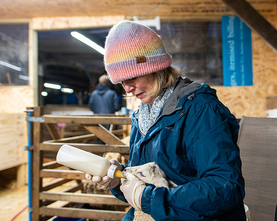 Lambing (83 of 111)