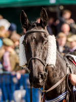 Race 5 - The Southern Grand national (13 of 96).jpg