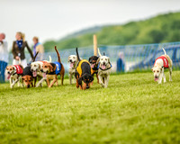 Race 8  - Hound Open Race (8 of 22).jpg