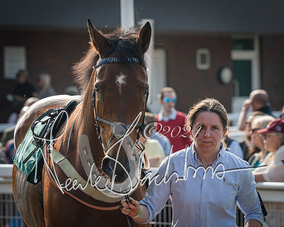 Race 2 - The Venatour sports travel intermediate point to point hunters’ steeplechase 5 year olds and over 3m2f (6 of 163)