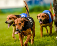 Race 8  - Hound Open Race (15 of 22).jpg