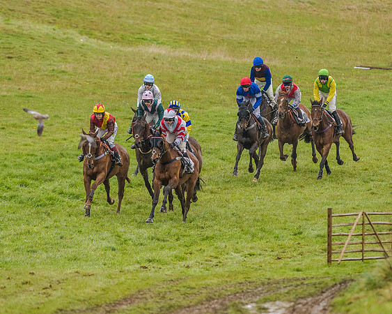 Race 5 - Restricted Race (45 of 146).jpg