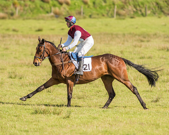 Race 6 - Open Maiden Race (16 of 71).jpg