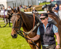 Race 6 - Open Maiden Race (8 of 176).jpg
