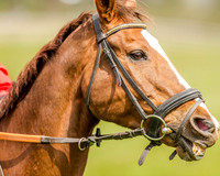 Pony Race 3 (17 of 78).jpg