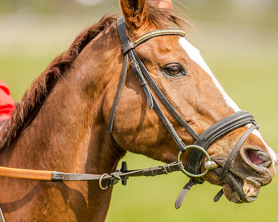 Pony Race 3 (17 of 78).jpg