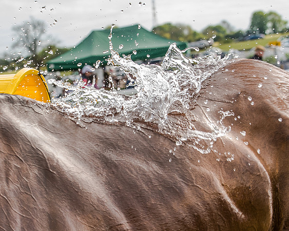 Race 5 - Division 1 Restricted Race (96 of 107).jpg