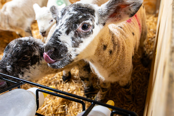 Lambing (40 of 111)