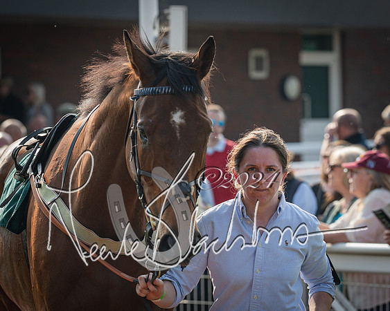 Race 2 - The Venatour sports travel intermediate point to point hunters’ steeplechase 5 year olds and over 3m2f (5 of 163)