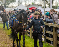 Race 5 - Open Maiden (19 of 147).jpg
