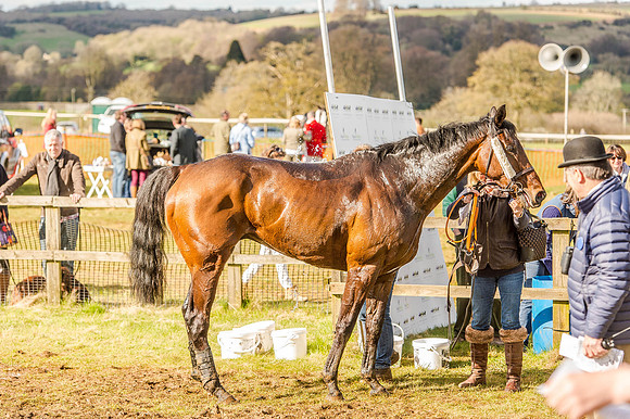 Race 6 - The Restricted Race [Nov-Vet] (78 of 84).jpg