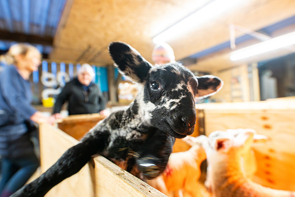 Lambing (48 of 111)