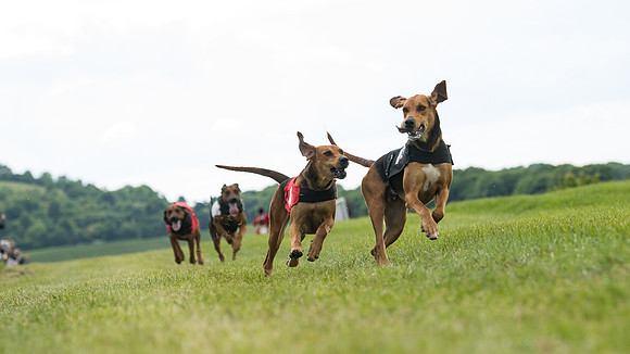 Hound Race  (16 of 49)