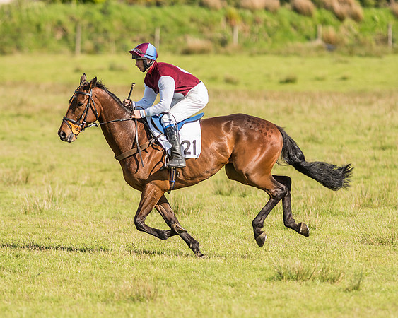Race 6 - Open Maiden Race (17 of 71).jpg