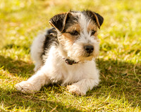 Dougal Print-1
