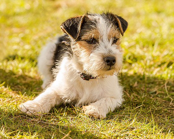 Dougal Print-1