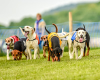 Race 8  - Hound Open Race (6 of 22).jpg