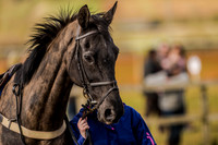 Race 7 - WMAC Members conditions [Nov-Vet] (10 of 114).jpg